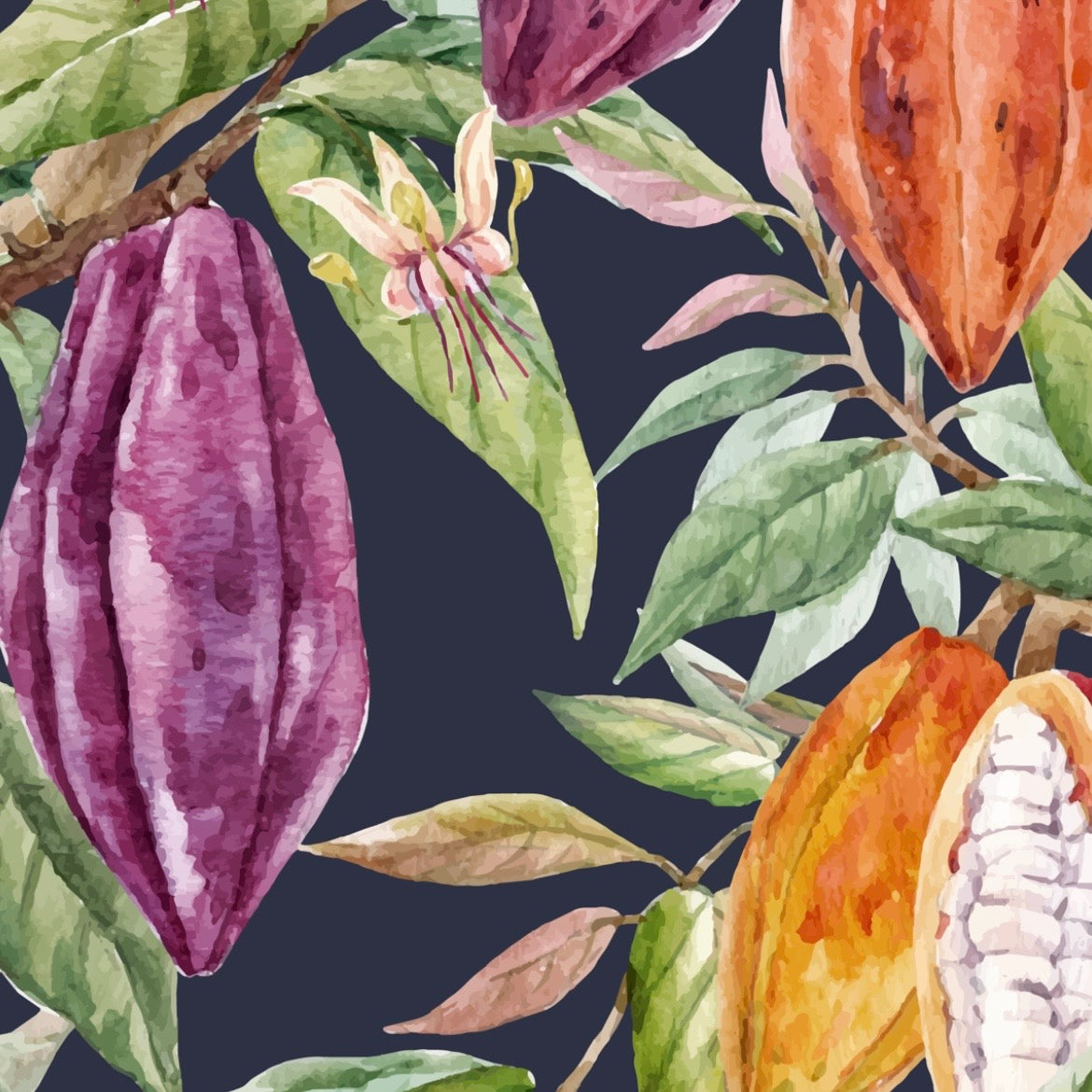 Cacao Pods