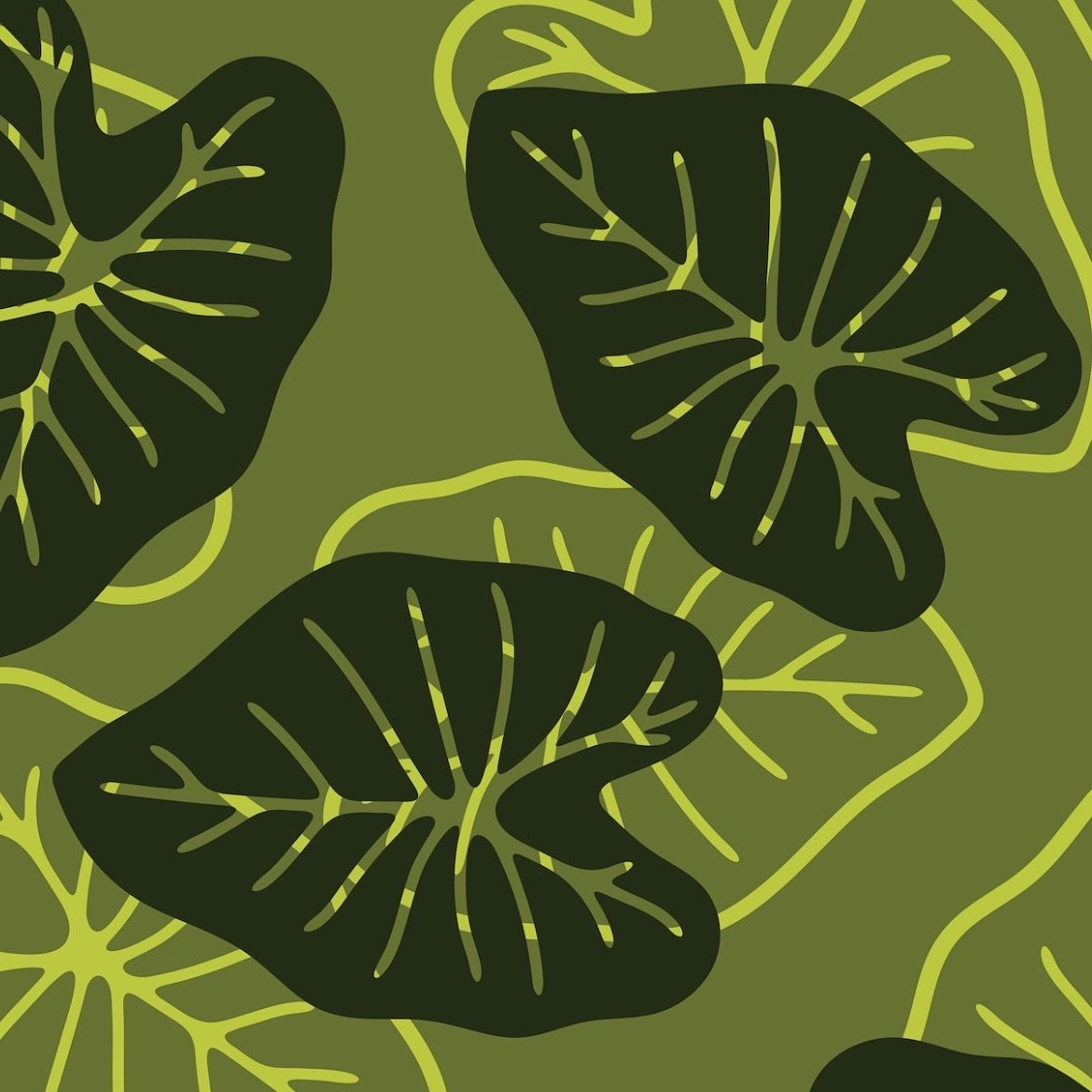 Waiāhole Kalo